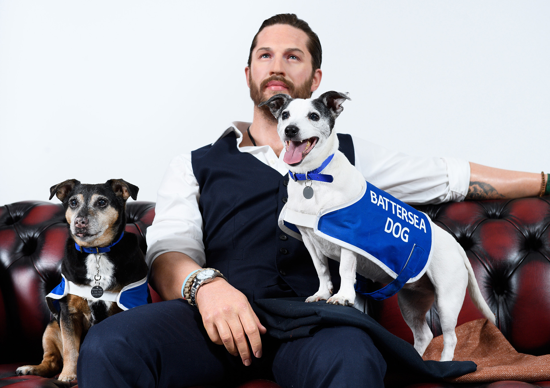 Tom Hardy's figure with Battersea dog home's dogs