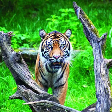 Nashville Zoo