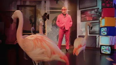 Flamingos