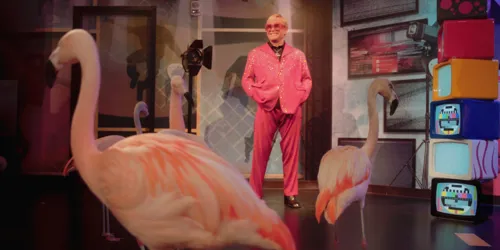 Flamingos