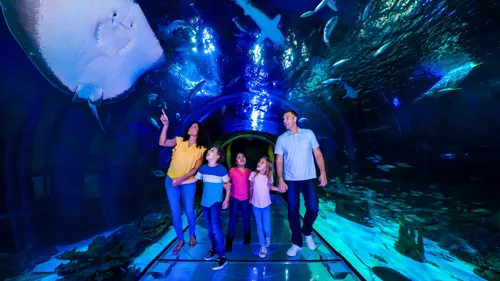 Ocean Tunnel at SEA LIFE Orlando