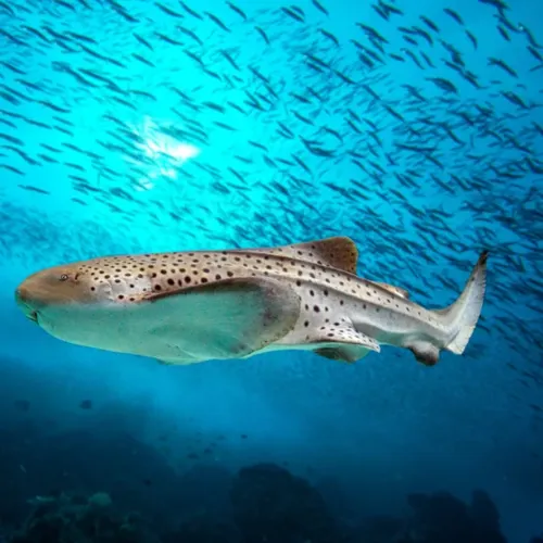 Zebra Shark SEA LIFE Orlando