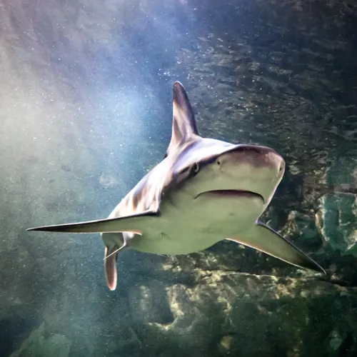 Shark at SEA LIFE Orlando