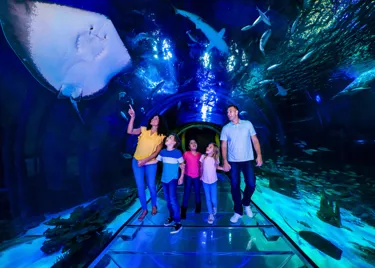A family walks through an underwater tunnel at SEA LIFE Orlando, surrounded by sharks and a stingray above.