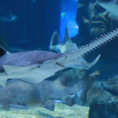 Sawfish
