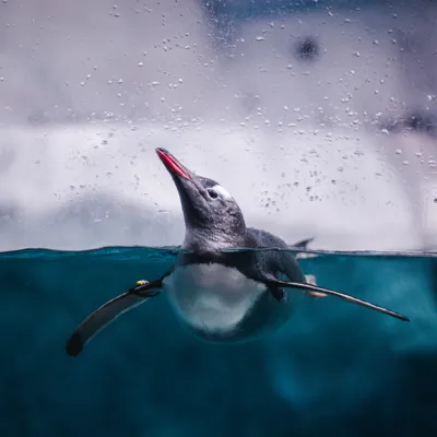 Gentoo