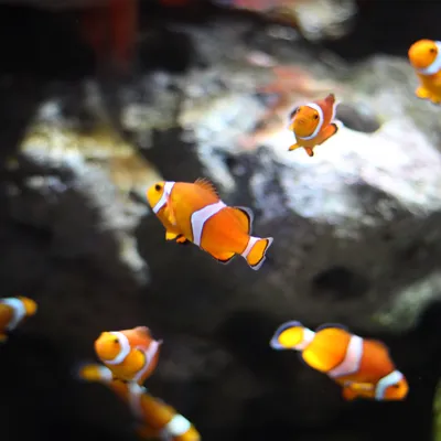 Clownfish