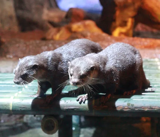 SEA LIFE Bangkok - Otters