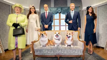 Royal Dogs News