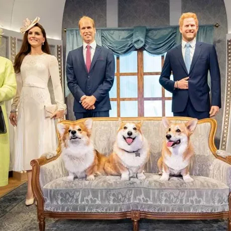 Royal Dogs News
