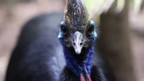 WLS Cassowary2