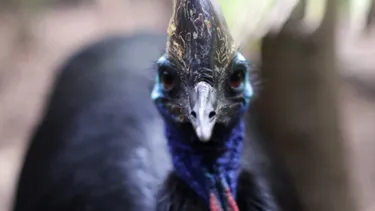 WLS Cassowary2