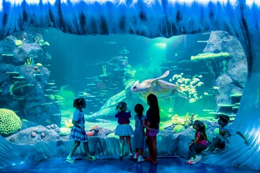 children looking at turtle in tank