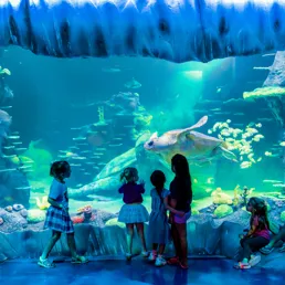 children looking at turtle in tank
