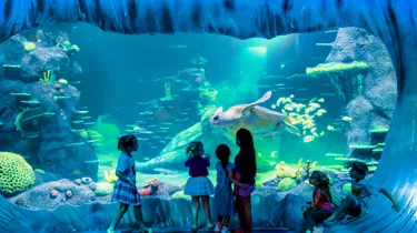 children looking at turtle in tank