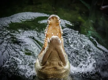 Crocodile Wild Life Sydney Zoo