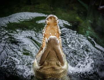 Crocodile Wild Life Sydney Zoo