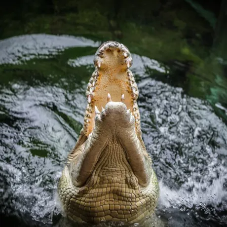 Crocodile Wild Life Sydney Zoo