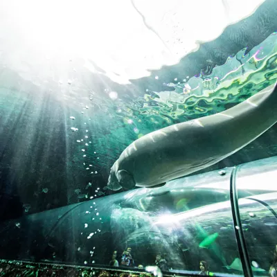 Pig The Dugong Swims Above The Tunnels