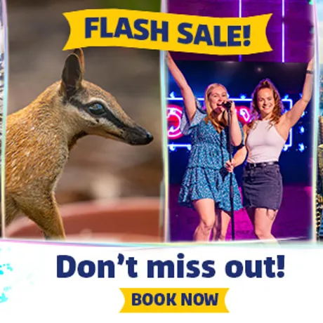 CLUSS Flashsale 600X314 EDM