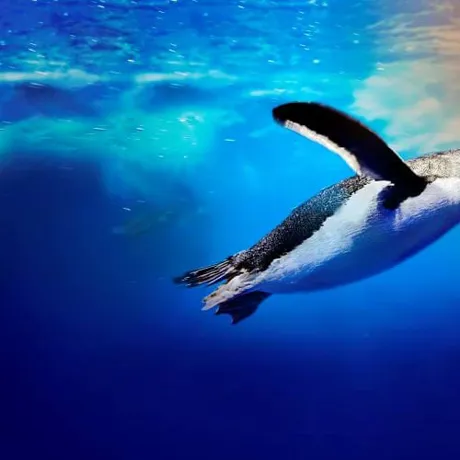 Sl Penguin News