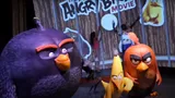 Angry Birds Video