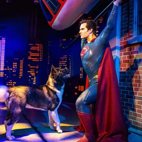 Superman Dog News