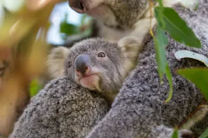 Koalajoey 5653 Benholgate
