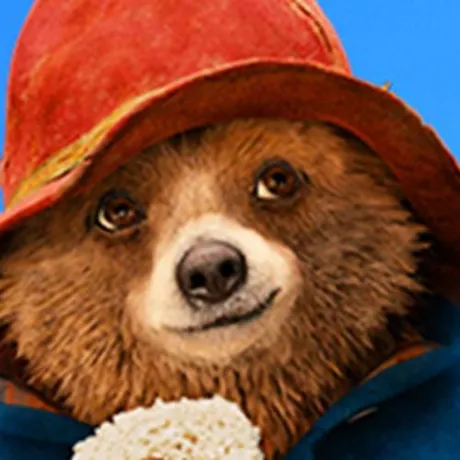Paddington Bear News