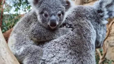 Koala Wild Life Sydney Zoo