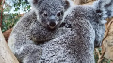 Koala Wild Life Sydney Zoo