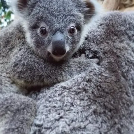 Koala Wild Life Sydney Zoo
