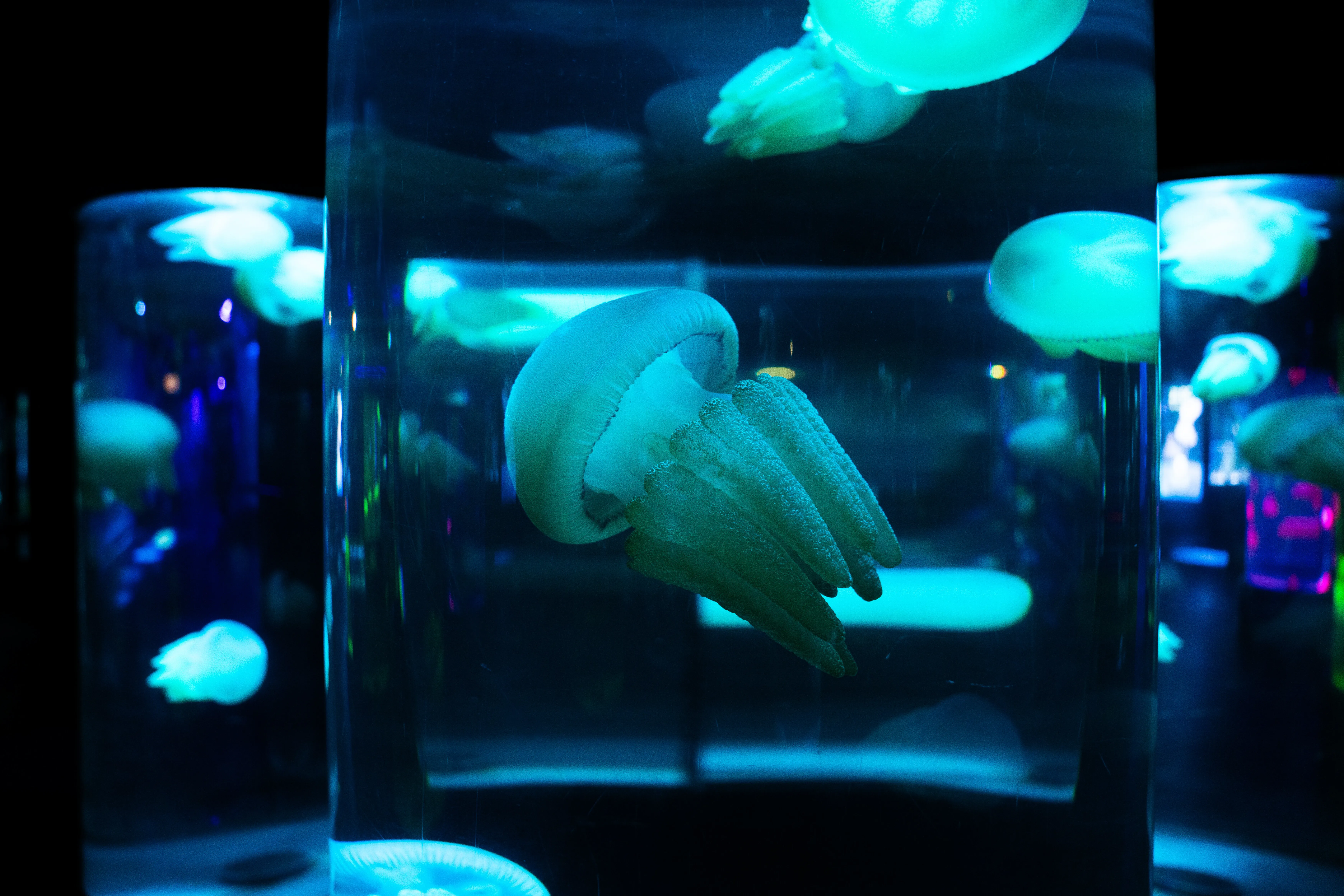 SEALIFE Life In Another Light Jellyfish