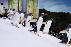 WEB 700X500 Penguins