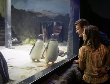 SEA LIFE Sydney Aquarium Guests Looking At Penguins