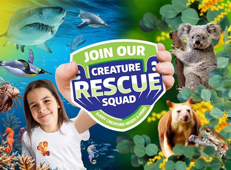 SLWL Rescuesquad Rectfat 800X590px