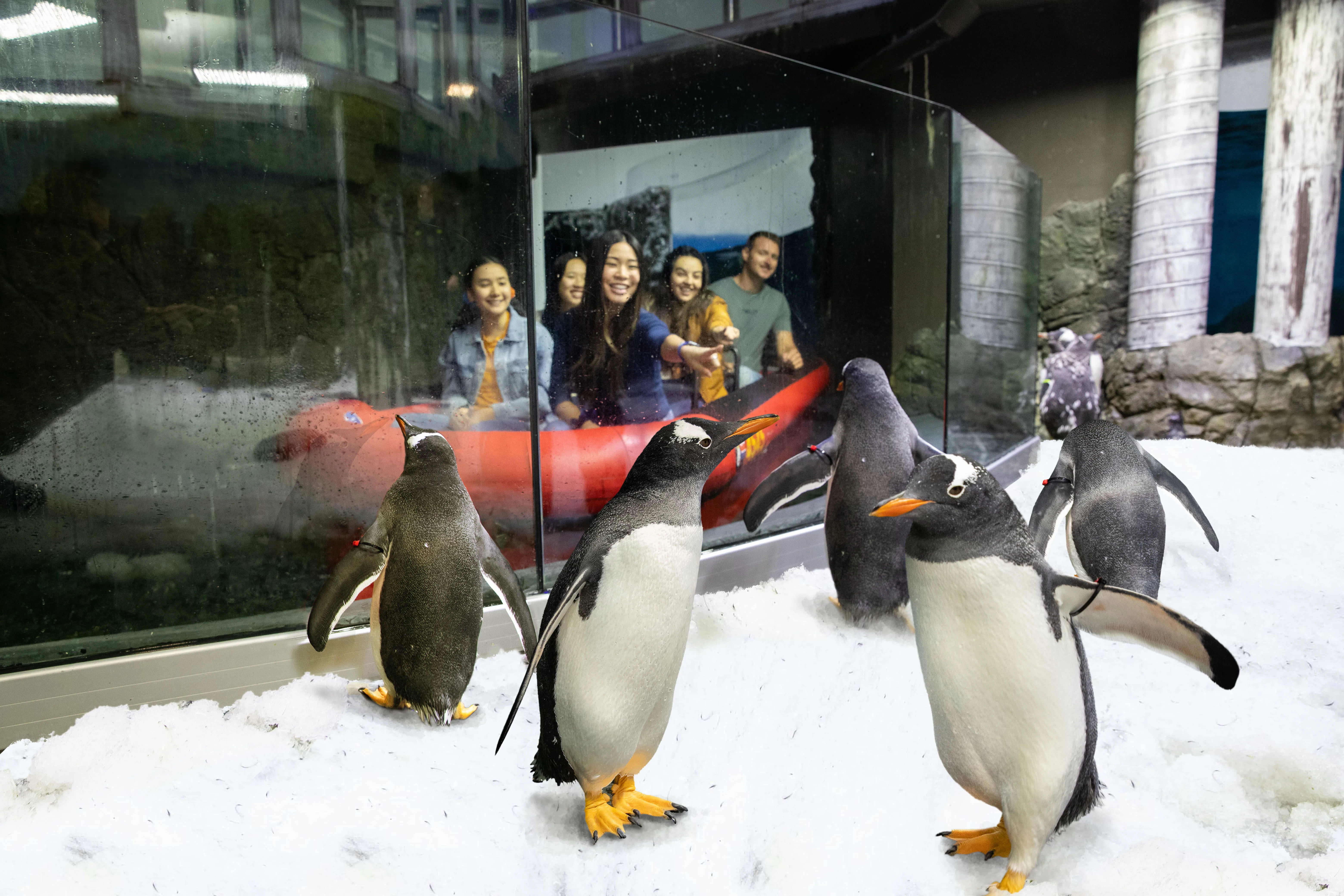 Group Of Gentoo Penguins Spotted From Boat Ride (1)