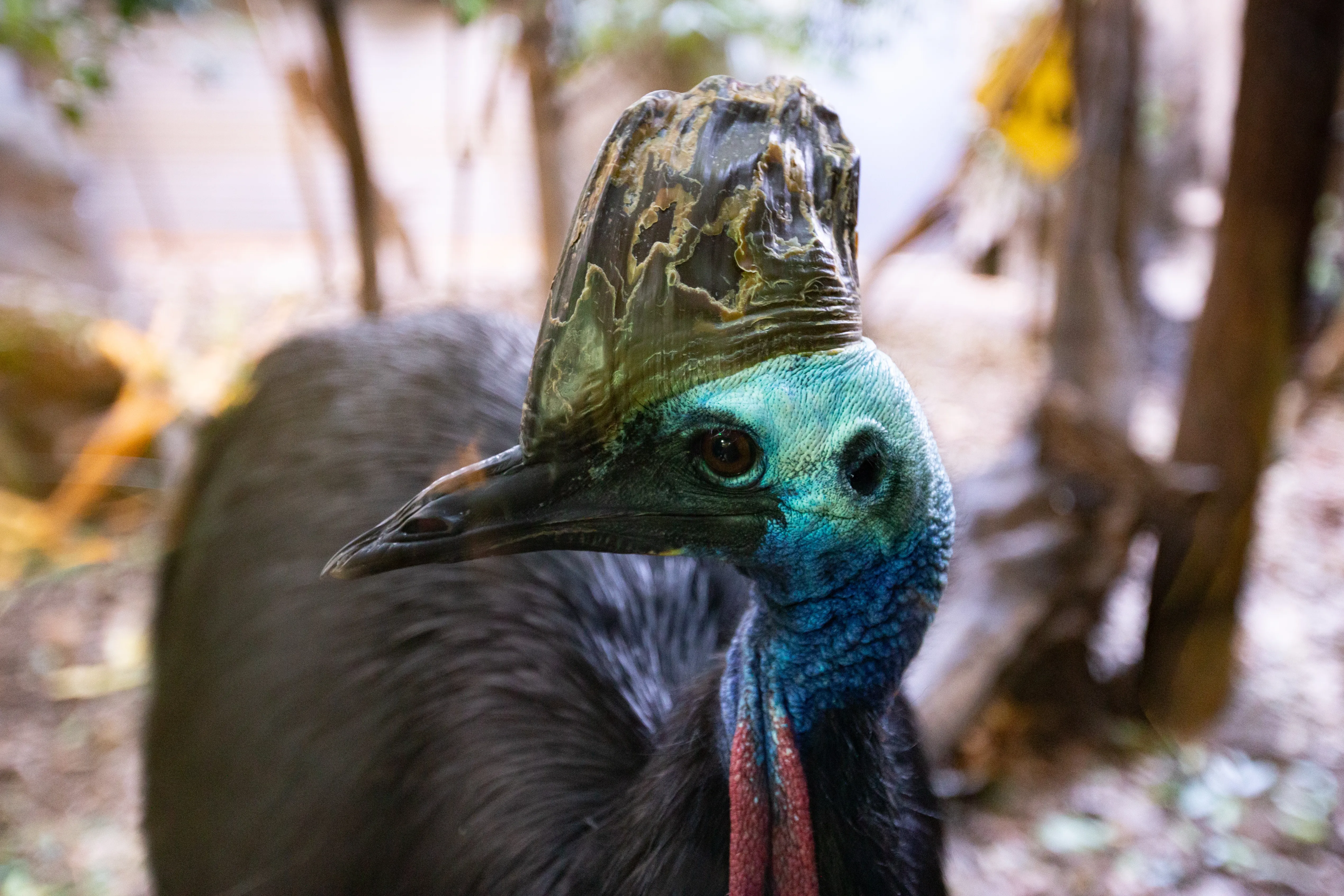 WILD LIFE Sydney Zoo Southern Cassowary