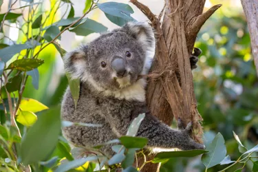 Koala Joey At WILD LIFE Sydney Zoo