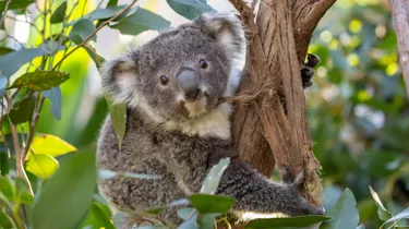 Koala Joey At WILD LIFE Sydney Zoo