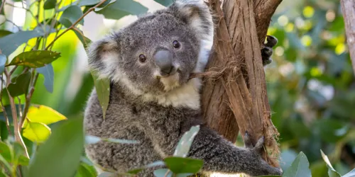 Koala Joey At WILD LIFE Sydney Zoo