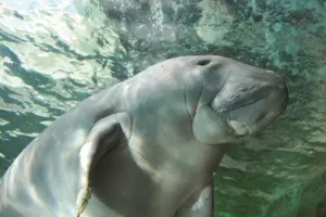 PIG SEA LIFE