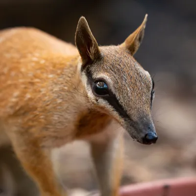 WLS Numbat 9867Benholgate
